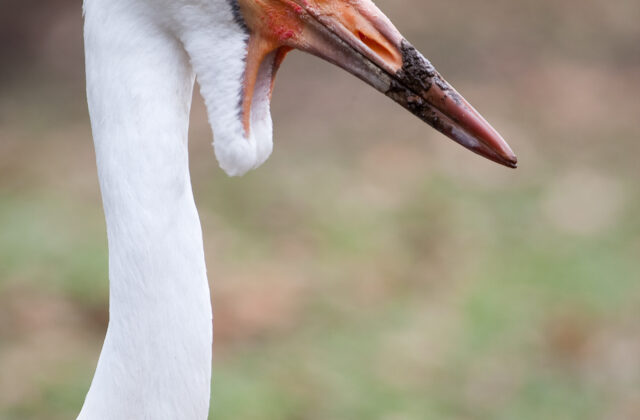 Wattled Crane