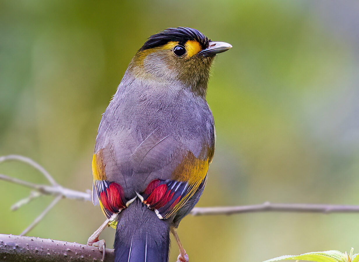 Bugun Liocichla