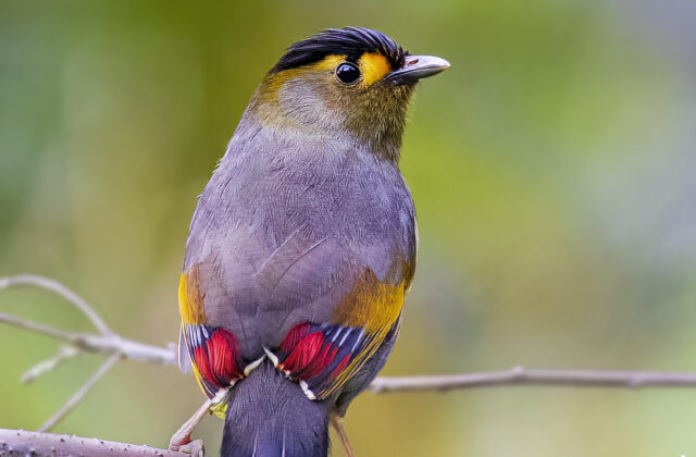 Bugun Liocichla