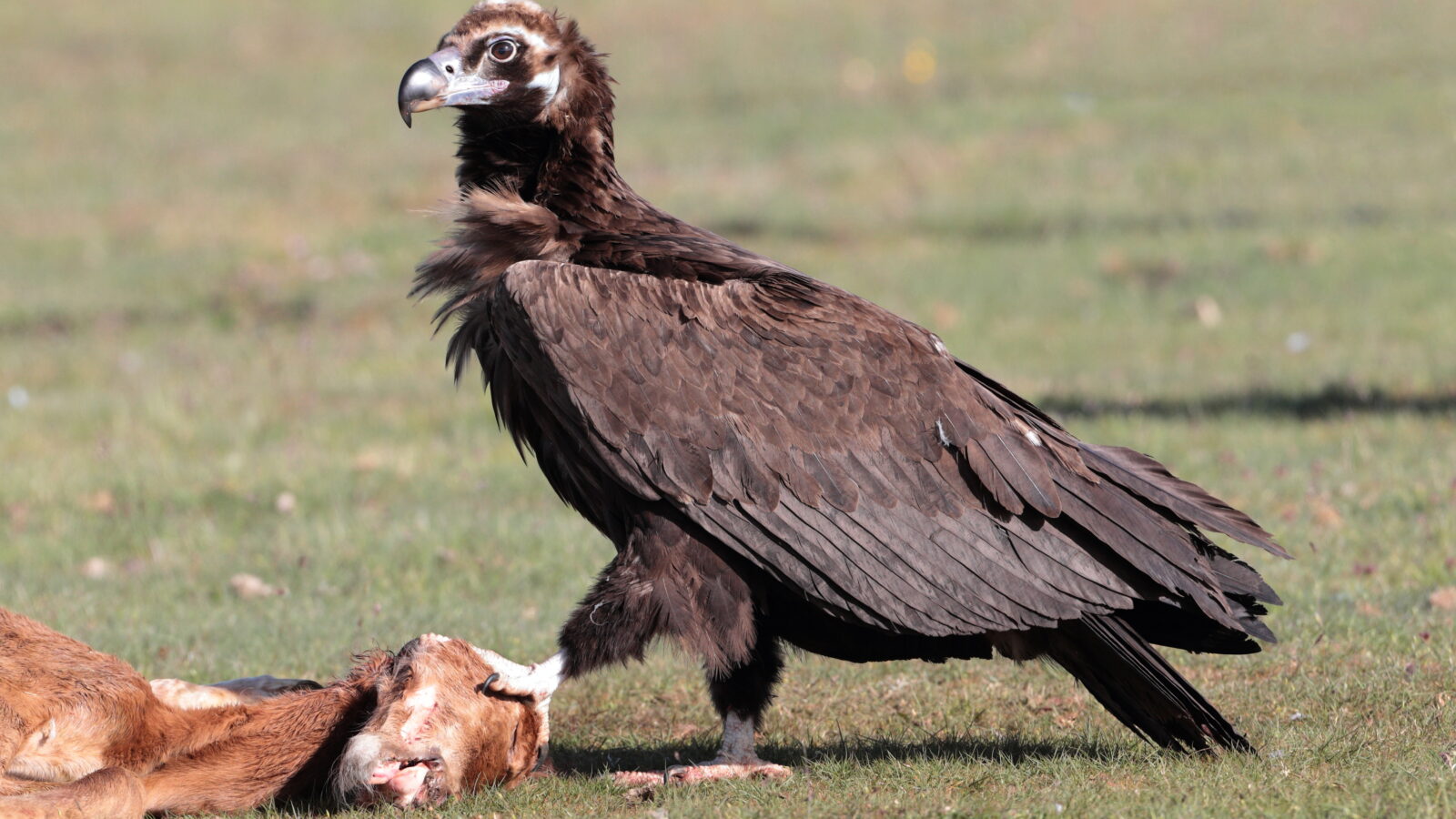 Cinereous Vulture