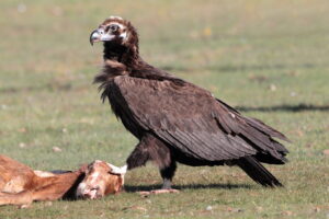 Cinereous Vulture