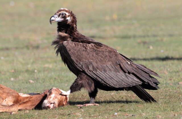Cinereous Vulture