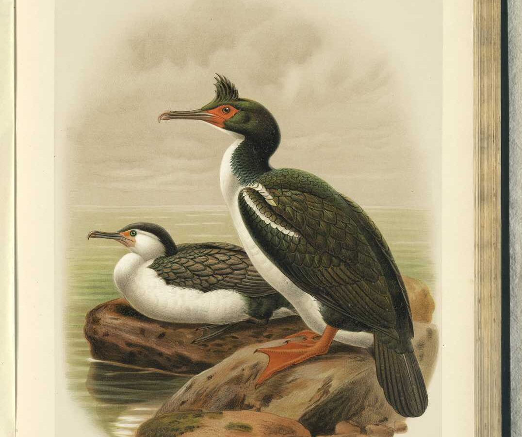 New Zealand King Shag