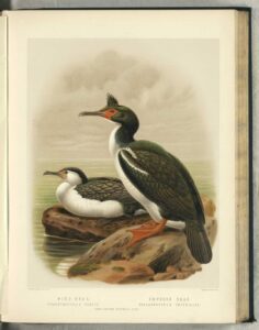 New Zealand King Shag