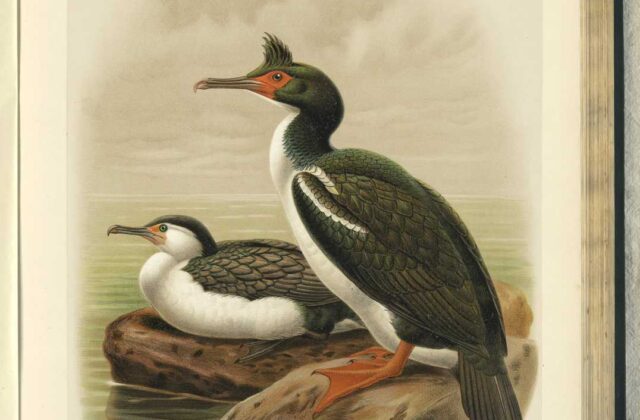 New Zealand King Shag