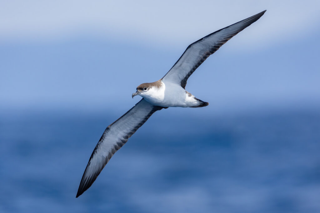 Buller’s Shearwater