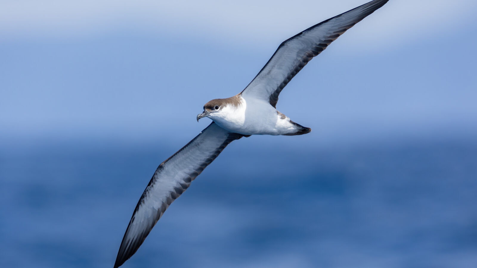 Buller’s Shearwater