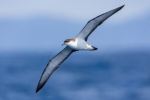 Buller’s Shearwater