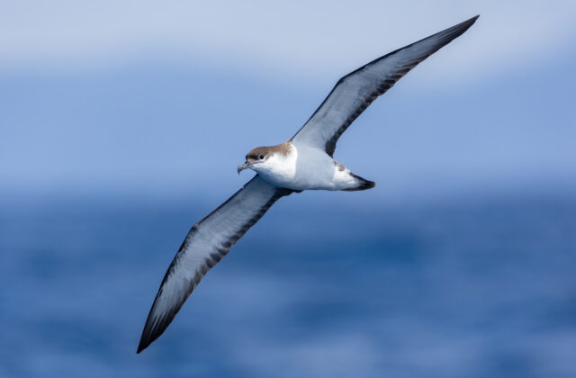 Buller’s Shearwater