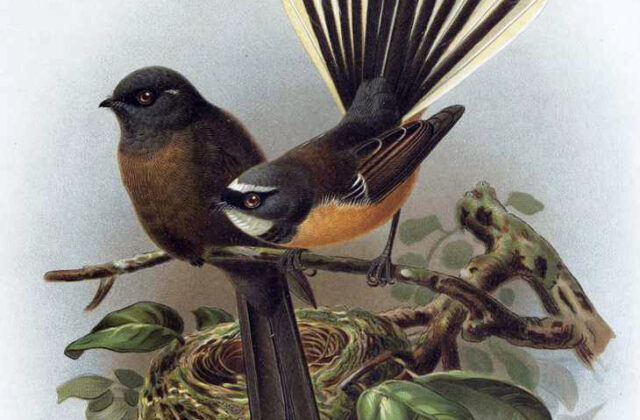 New Zealand Fantail
