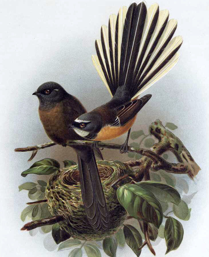 New Zealand Fantail