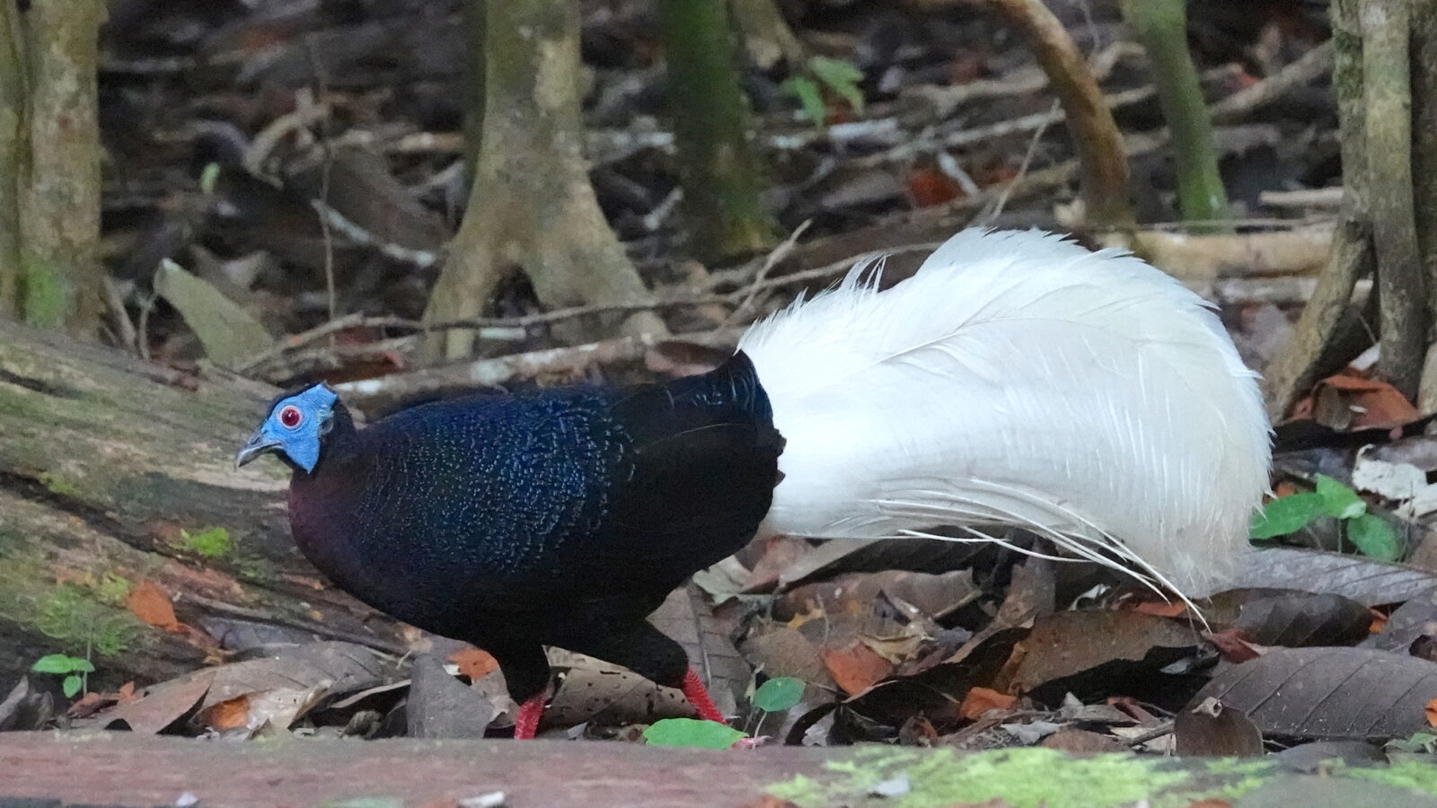 Bulwer’s Pheasant