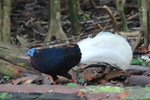 Bulwer’s Pheasant