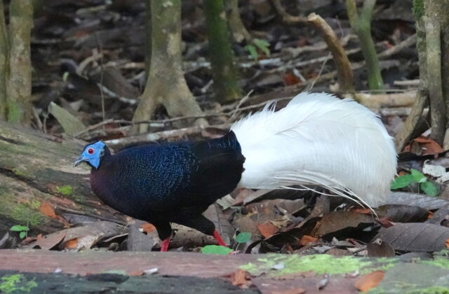 Bulwer’s Pheasant