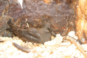 Bulwer’s Petrel