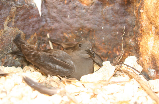 Bulwer’s Petrel