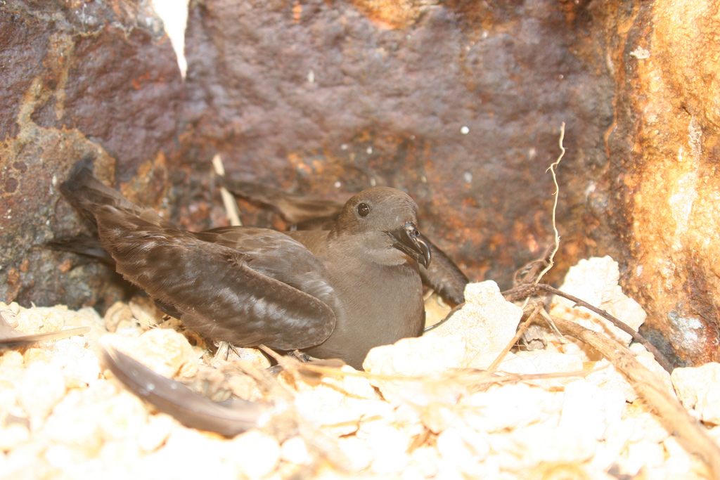 Bulwer’s Petrel