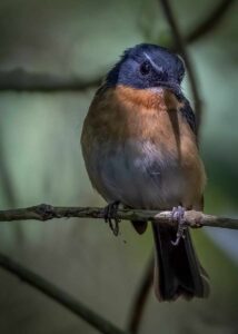 Bundok Flycatcher