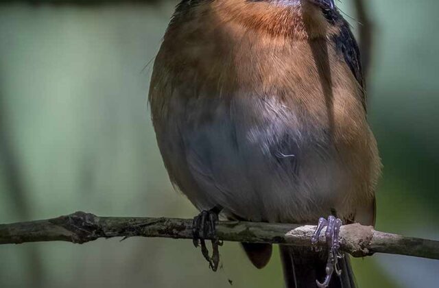 Bundok Flycatcher