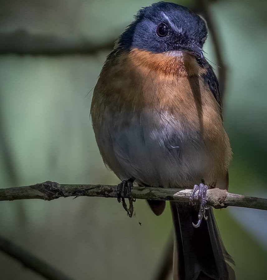 Bundok Flycatcher