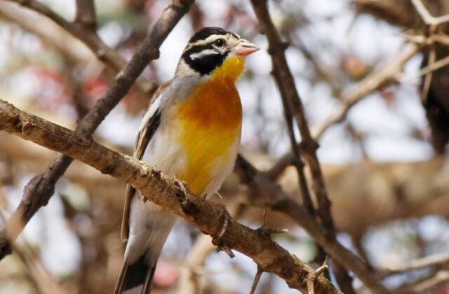 Somali Bunting