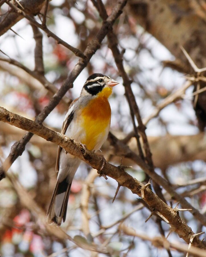 Somali Bunting
