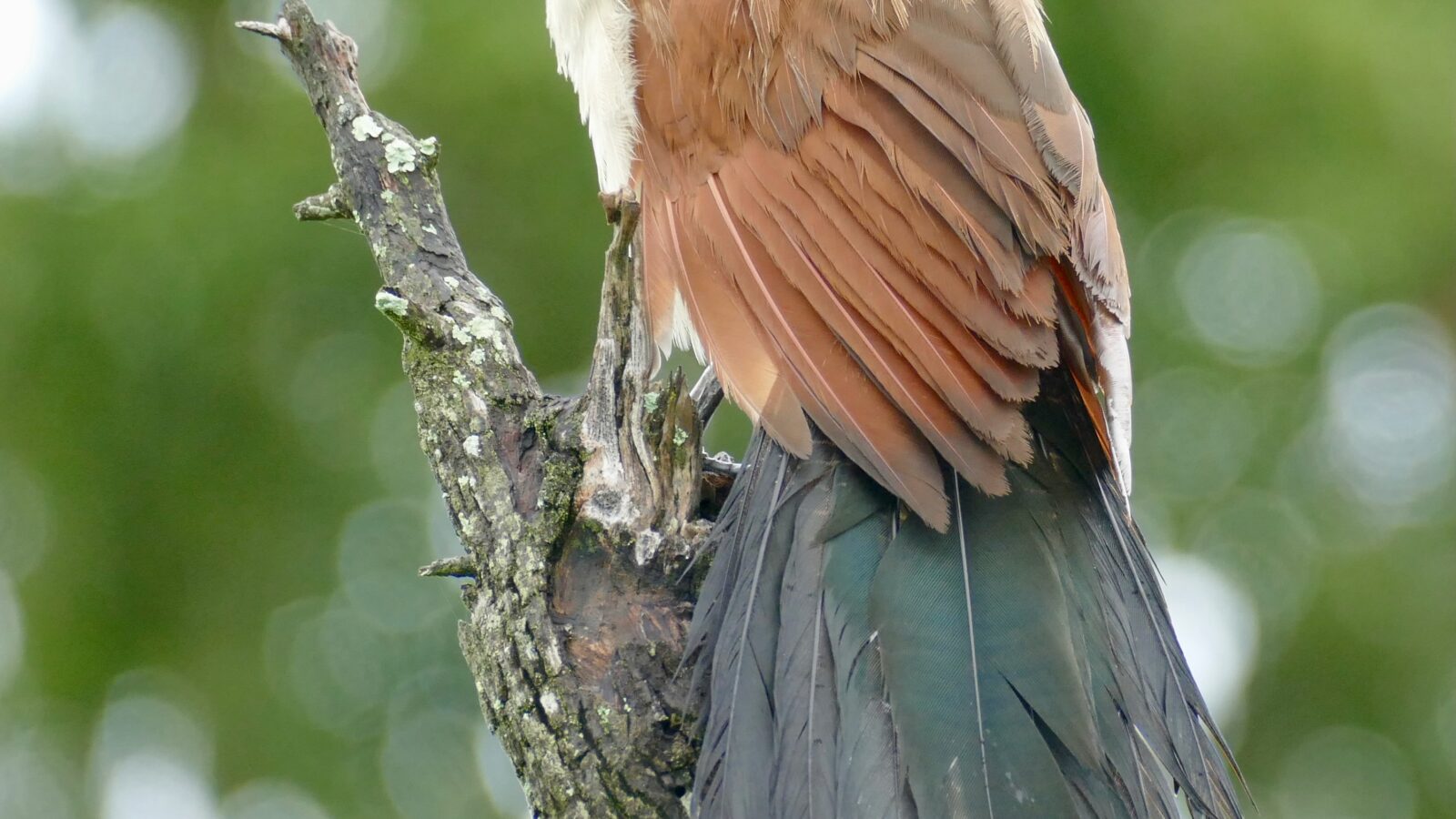Burchell’s Coucal