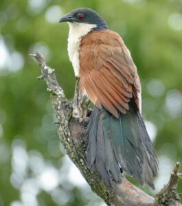 Burchell’s Coucal