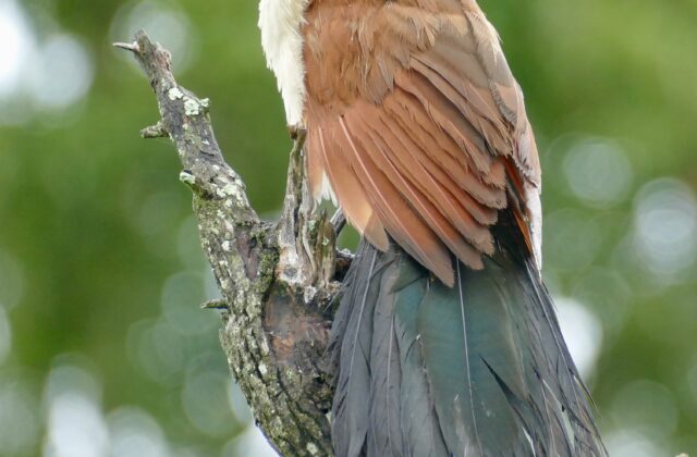 Burchell’s Coucal