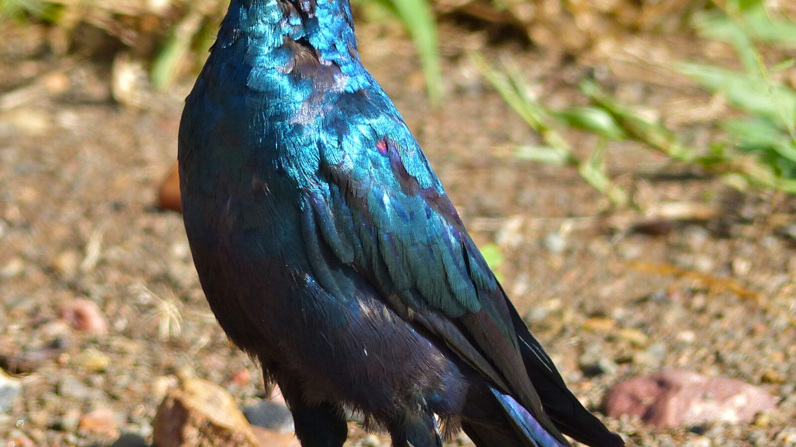 Burchell’s Starling