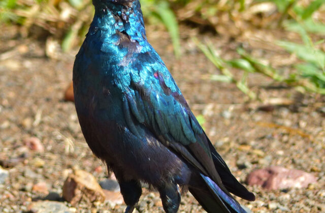 Burchell’s Starling