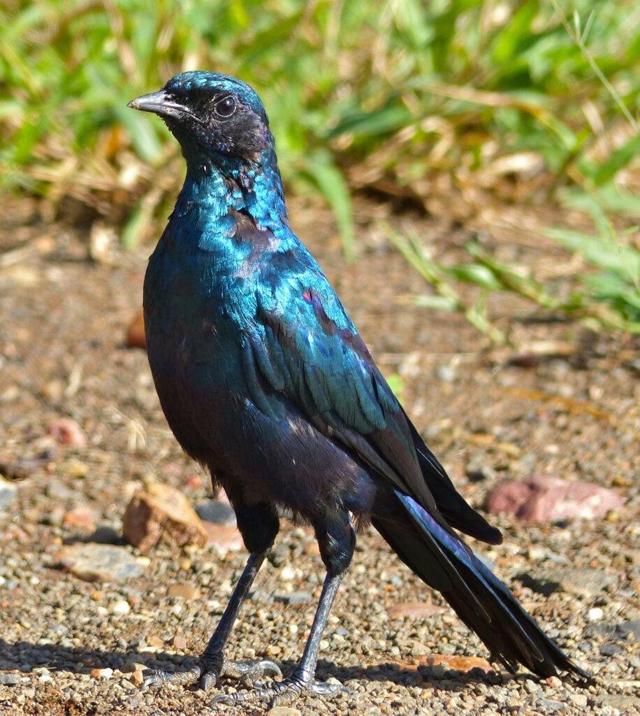 Burchell’s Starling
