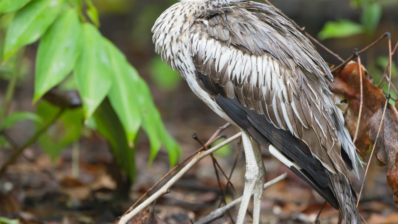 Bush Stone-curlew