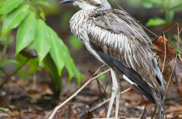 Bush Stone-curlew