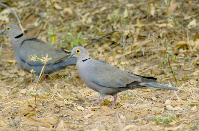 Burmese Collared Dove