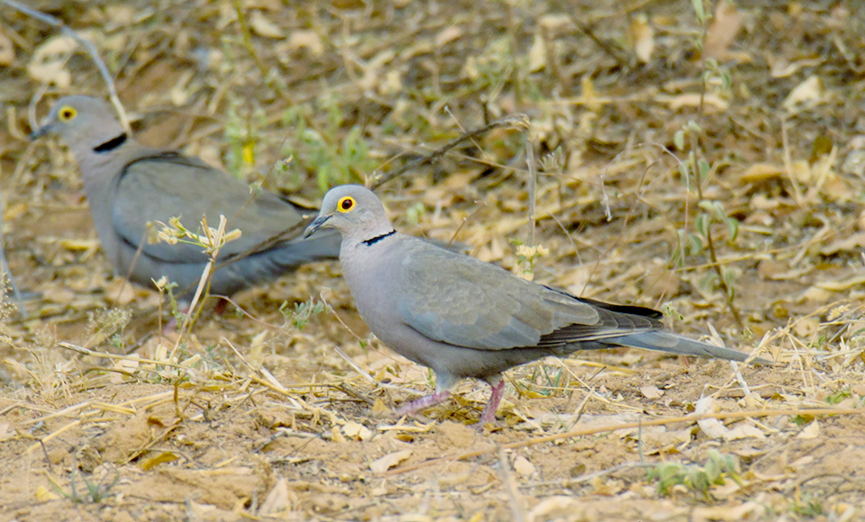 Burmese Collared Dove