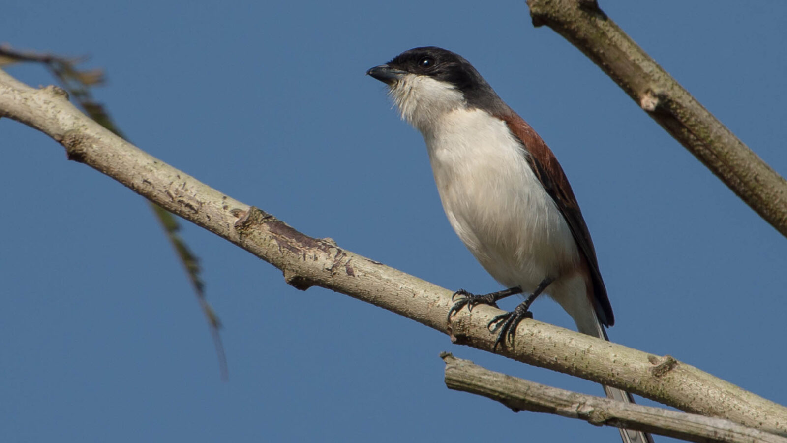 Burmese Shrike