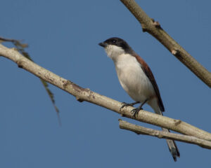 Burmese Shrike