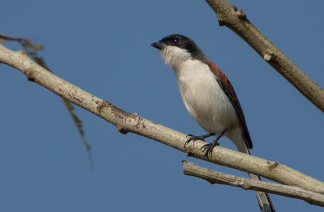 Burmese Shrike