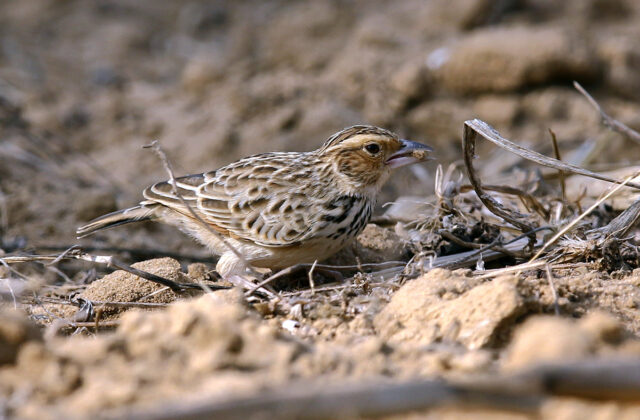 Burmese Bush Lark