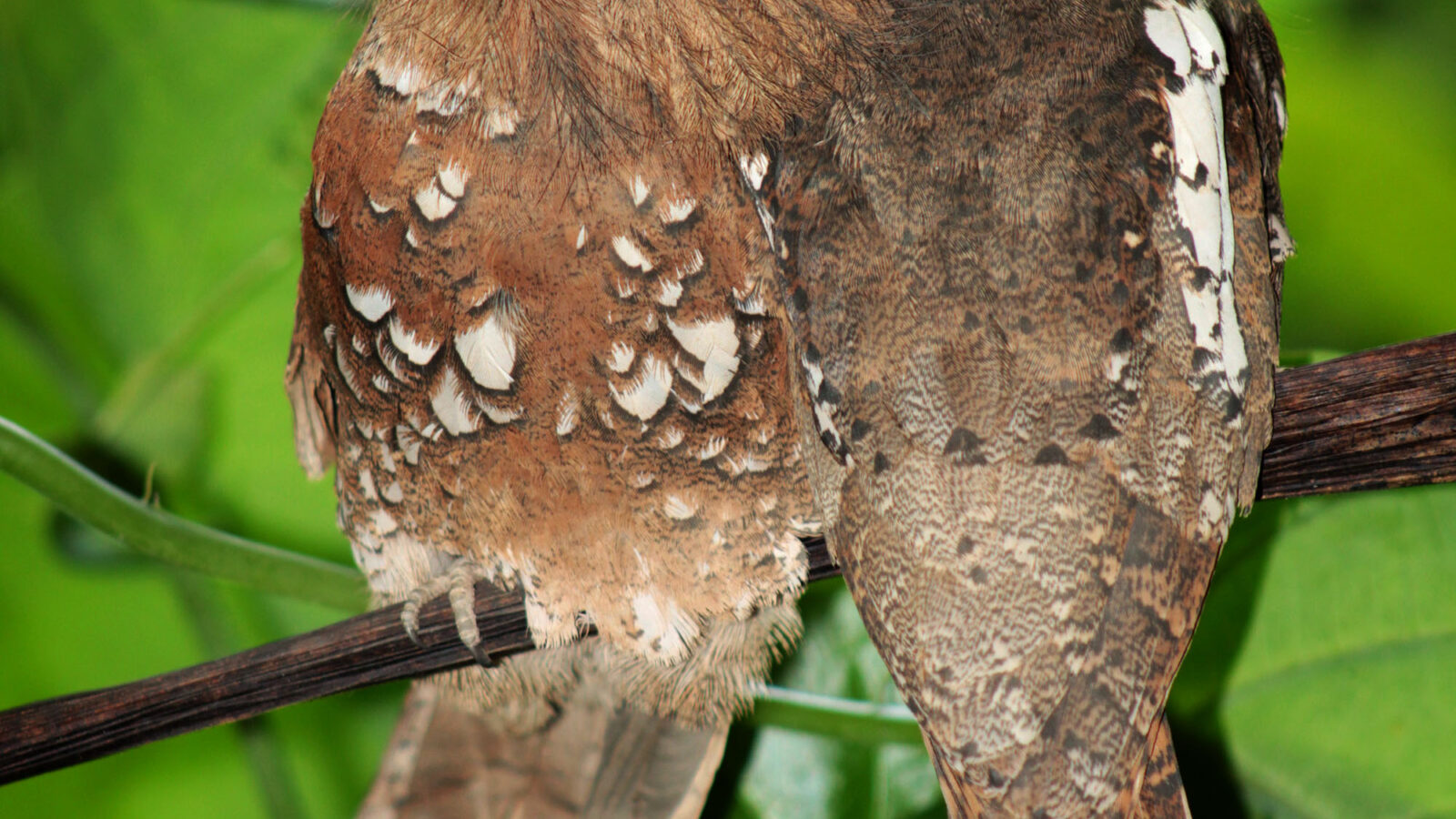 Javan Frogmouth