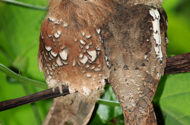 Javan Frogmouth