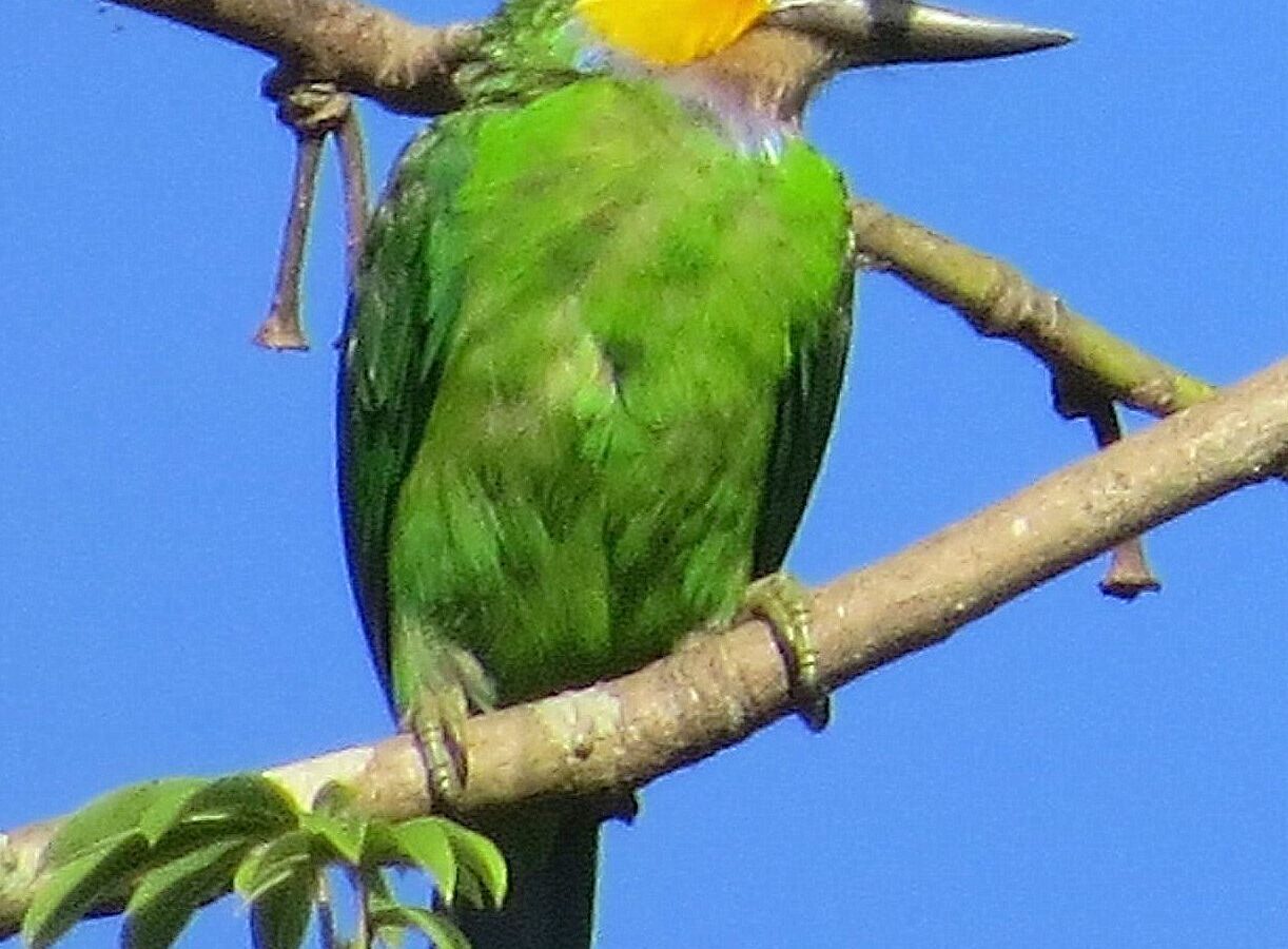 Golden-whiskered Barbet