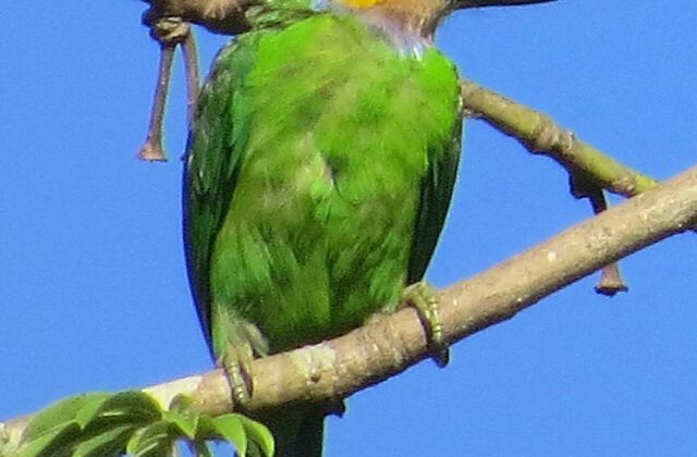 Golden-whiskered Barbet