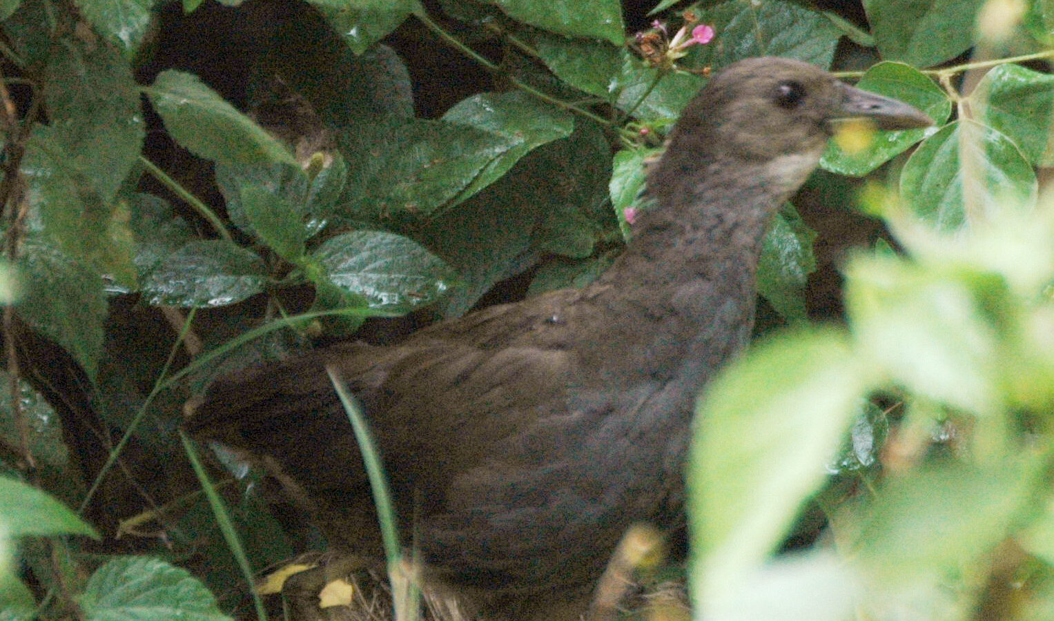 Pale-vented Bush-hen
