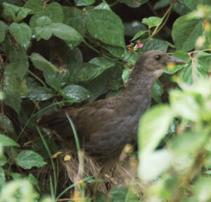 Pale-vented Bush-hen