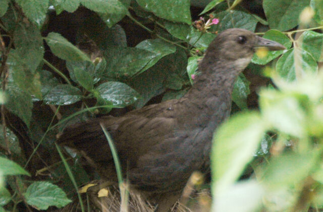 Pale-vented Bush-hen