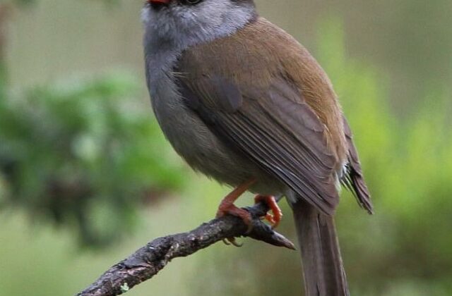 Bush Blackcap