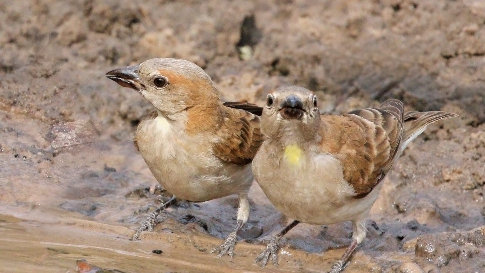 Sahel Bush Sparrow