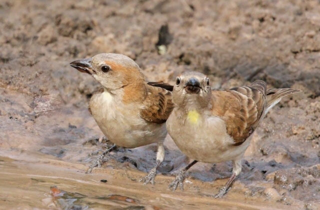 Sahel Bush Sparrow